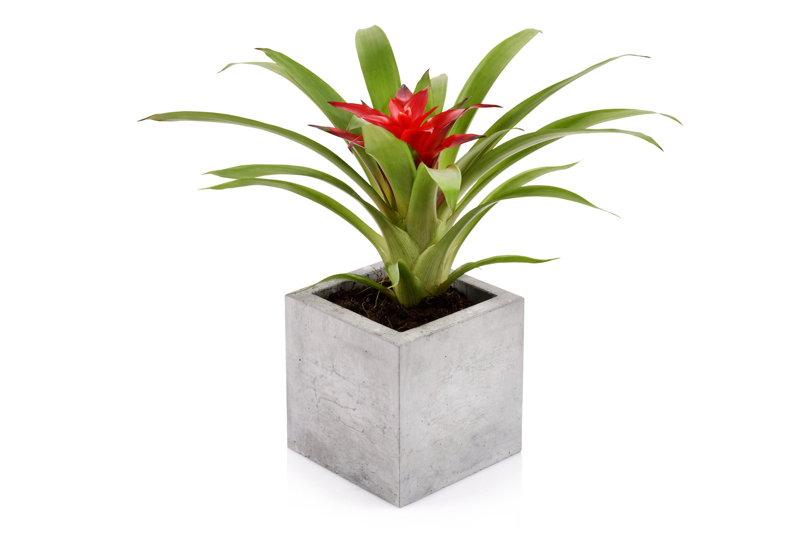 Beske-Manufaktur Beton Blumentopf Pflanztopf Blumenkübel Pflanzgefäß Kubik S 13x13x13 cm