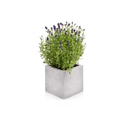 Beske-Manufaktur Beton Blumentopf Kubik M 17x17x17cm Pflanztopf Blumenkübel Pflanzgefäß Beske-Manufaktur Beton Blumentopf Kubik M 17x17x17cm Pflanztopf Blumenkübel Pflanzgefäß